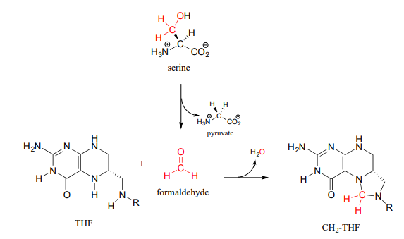 Serine produces both pyruvate and formaldehyde. THF reacts with formaldehyde to produce water and CH2-THF. 