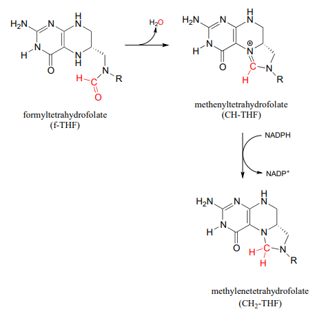 Formyltetrahydrofolate produces water and methenyltetrahydrofolate. Methenyltetrahydrofolate reacts with NADPH to produce NADP plus and methylenetetrahydrofolate. 
