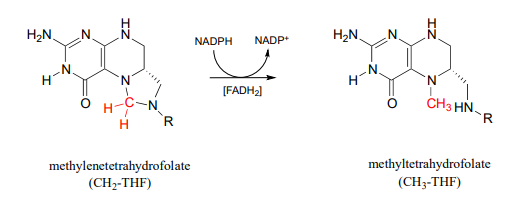 methylenetetrahydrofolate reacts with FADH2 and NADPH to produce NADP plus and methyltetrahydrofolate. 
