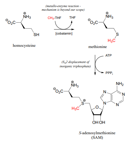 Homocysteine reacts with cobalamin and CH3-THF to produce THF and methionine. Methionine reacts with ATP to produce PPPi and S-adenosylmethionine (SAM). 