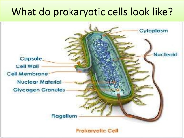 eukaryotic-n-prokaryotic-cells-5-638_572a4464453e5.jpg