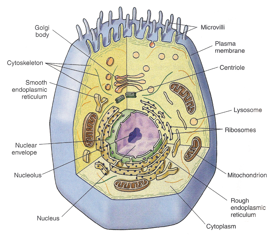 Fig-3-10-Generalized-Animal-Cell_572a4544399ed.jpg