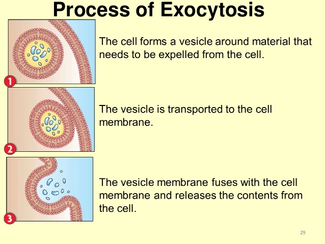 exocytosis_572bac9af31f0.jpg