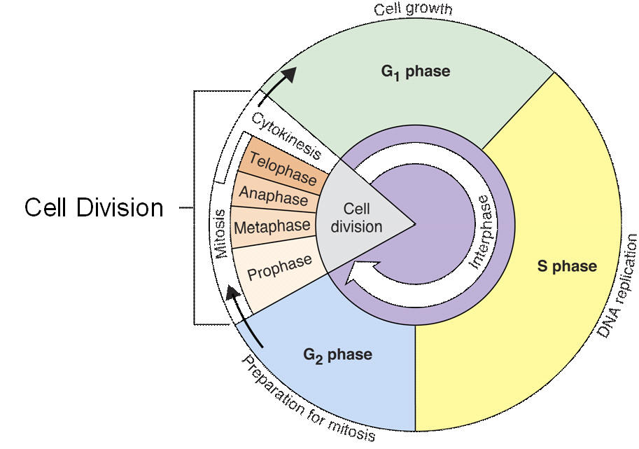 cell_cycle_5730c4e3f346c.jpg
