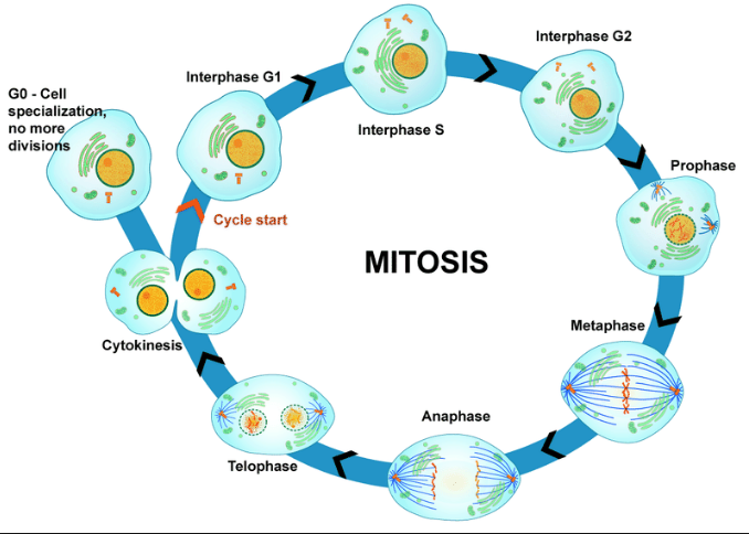 mitosis_5730cc16c5299.png