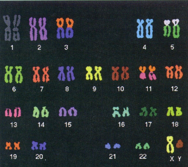 chromosomes_573214442892d.png