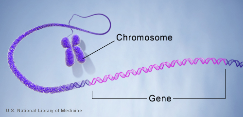 geneinchromosome_5734a844ce512.jpg
