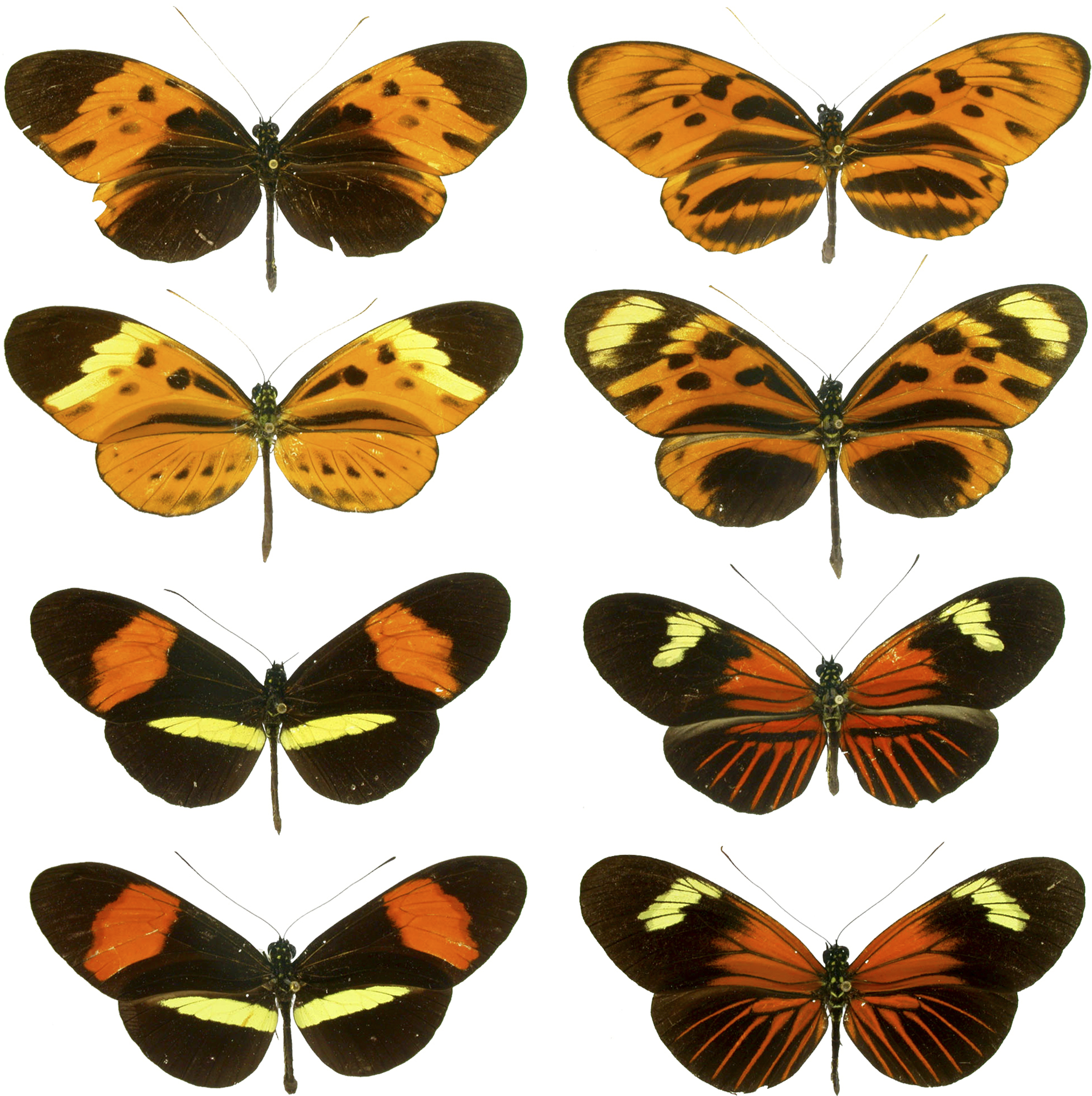 Heliconius_mimicry_573f6a8db7907.png