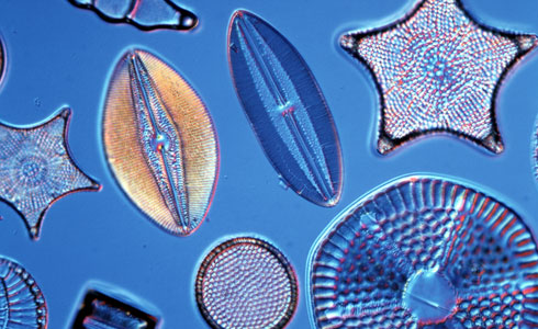 diatoms-490_30268_1_57557f4f6acb7.jpg