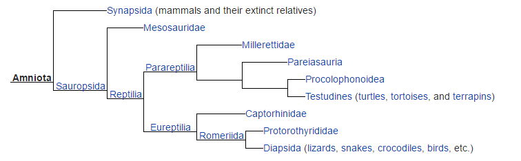 cladogram_-_amniotes_575ef9910e740.png