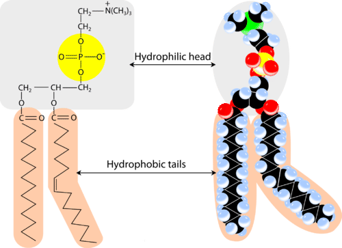 phospholipid diagram labeled