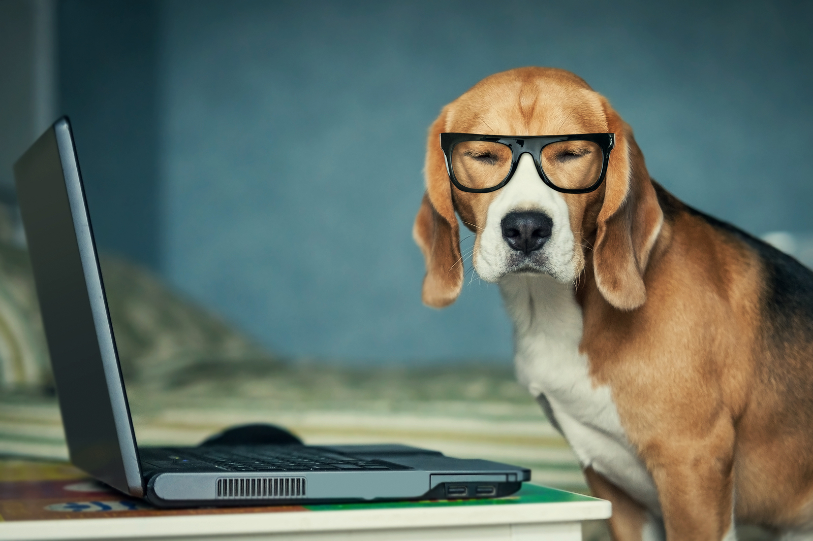 Bigstock-_35881591_-_Sleepy_beagle_dog_in_funny_glasses_near_laptop_571d084b267e5.jpg