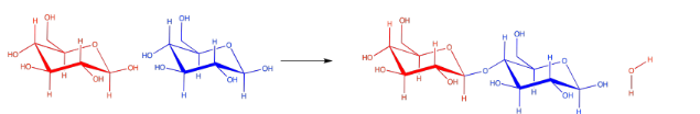 Formación de un enlace beta 1,4 entre dos moléculas de glucosa con deshidratación.