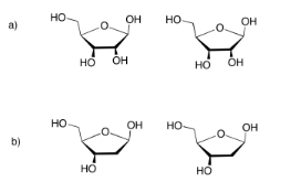 Ejercicio 4.13.4, a y b. a son dos moléculas de D-ribosa. b son dos moléculas de D-desoxirribosa.