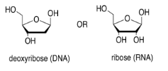 Left: bond-line structure of deoxyribose (DNA). Right: bond-line structure of ribose (RNA).