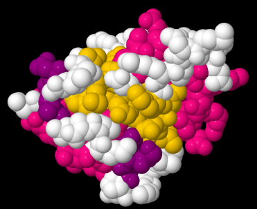 A space-filling model of a protein, with different atoms color-coded.