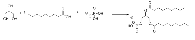 Respuesta al Ejercicio 4.13.2, mostrando esterificación combinada y fosforilación de glicerol.