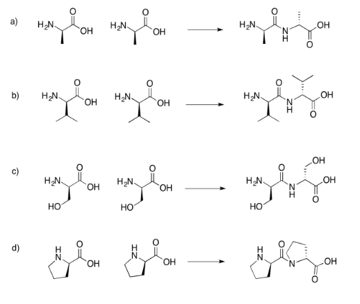 Respuestas al Ejercicio 4.13.5, de la a a la d, mostrando la formación de enlaces peptídicos.