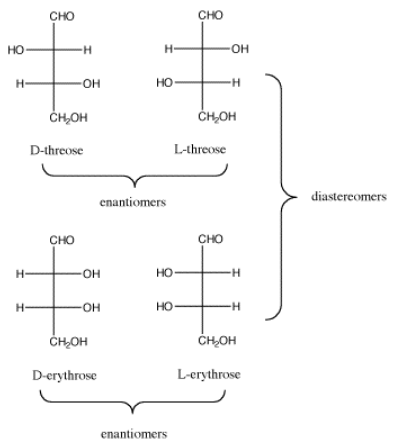Relationships between D-threose, L-threose, D-erythrose, and L-erythrose as Fischer projections.