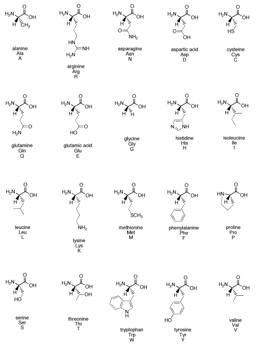 Chart of all common amino acids with bond-line structure, full name, three-letter code, and one-letter code.