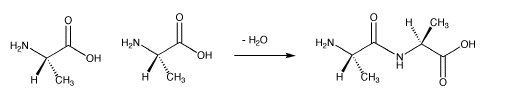Reacción química para la deshidratación de dos residuos de alanina, generando un enlace peptídico entre ellos.