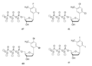 Ejercicio 6.13.4, a a d. Todos los nucleótidos constan de un esqueleto de desoxirribosa, tres grupos fosfato esterificados y un grupo en C1 que consiste en benceno con un grupo metilo y dos halógenos. Los sustituyentes halógenos en cada molécula son, en orden de a a d en el Ejercicio, son flúor, cloro, bromo y yodo.