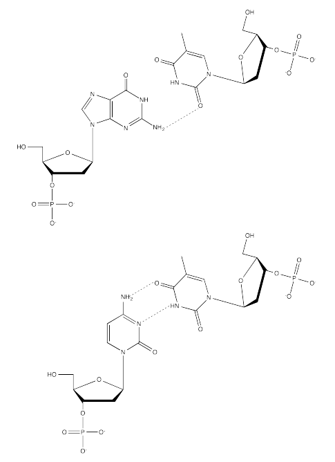 Hydrogen bonds between guanine and thymine (top) and cytosine and thymine (bottom).