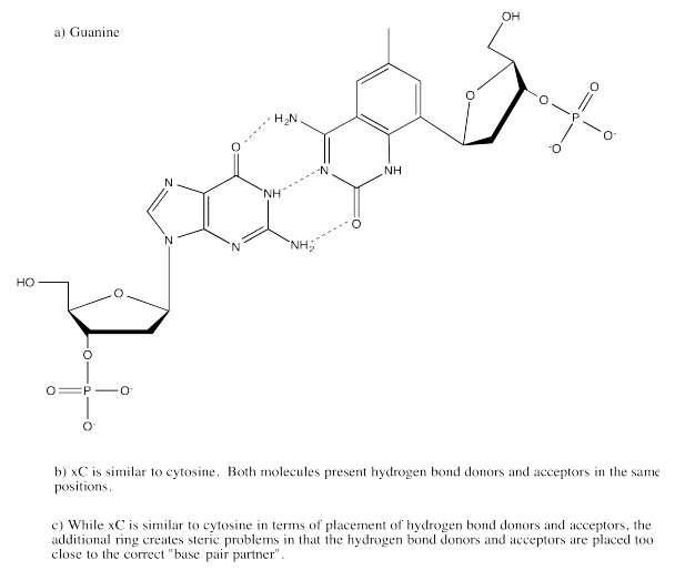 Enlace de hidrógeno entre citosina y un nucleótido artificial.