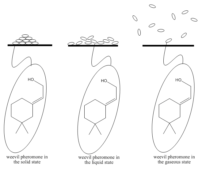 Diagrams of weevil pheromone in solid, liquid, and gaseous states.