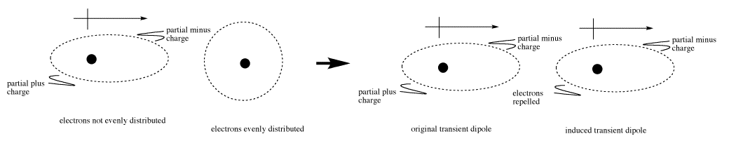Un dipolo transitorio, con cargas parciales menos y más, induciendo un segundo dipolo en otro átomo.