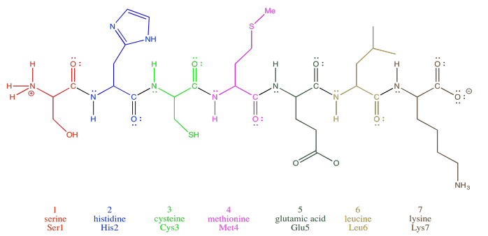 Cadena heptapéptido que consiste en, del extremo N al C, serina, histidina, cisteína, metionina, ácido glutámico, leucina y lisina.