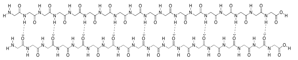 Hydrogen bonds between two parallel peptide chains.