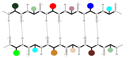 Two peptide chains running antiparallel to each other. Hydrogen bonds are drawn in.