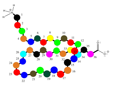 Treinta y seis cadenas peptídicas con una sección que consiste en una lámina beta.