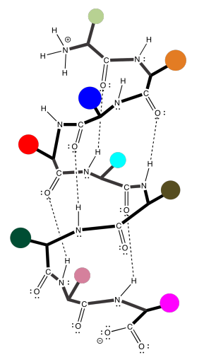 Hélice alfa, con enlaces de hidrógeno entre el nitrógeno, hidrógeno y carbonilo oxígeno de cada péptido.