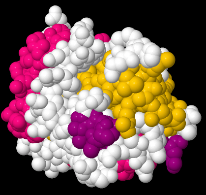 Modelo de relleno de espacio de una proteína grande. Los diferentes dominios están coloreados de manera diferente.