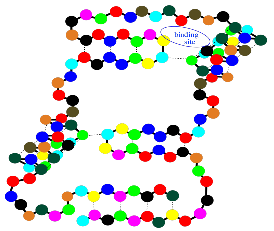 Cadena peptídica única con hueco entre estructuras secundarias, circular y etiquetada como “sitio de unión”.