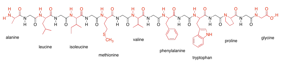 Peptide chain of alanine, leucine, isoleucine, methionine, valine, phenylalanine, tryptophan, proline, and glycine.