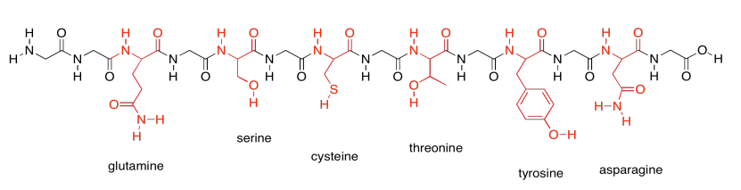 Cadena peptídica compuesta por glutamina, serina, citosena, treonina, tirosina y asparagina.