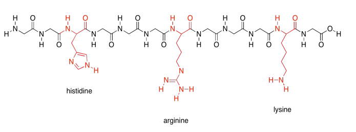 Cadena peptídica compuesta por histidina, arginina y lisina.