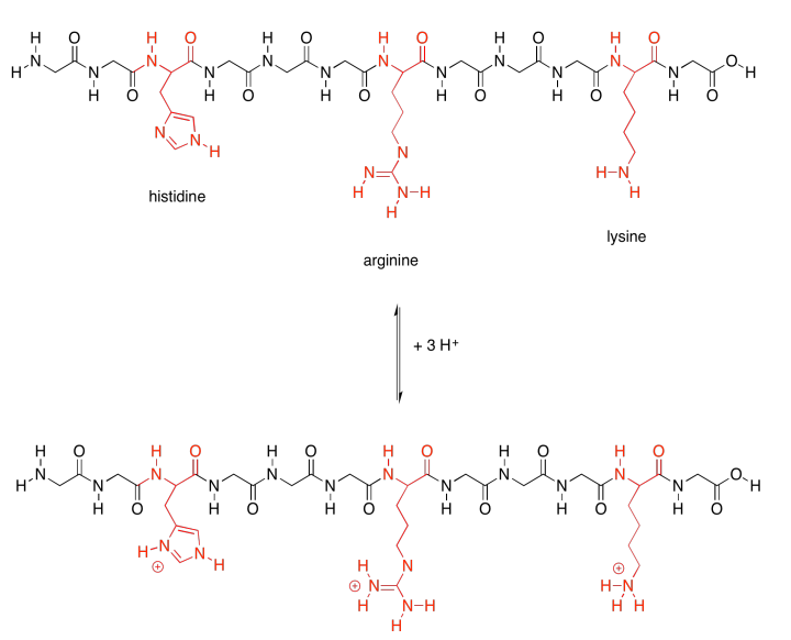 Cadena peptídica de histidina, arginina y lisina. La adición de tres protones da las formas protonadas de estas cadenas básicas.