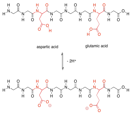 Peptide chain of aspartic acid and glutamic acid. Removal of two protons gives the deprotonated forms of these acidic chains.