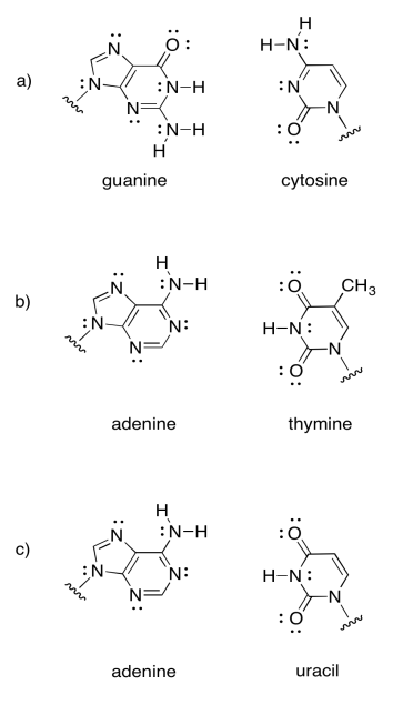 Exercise 7.13.1. A: guanine and cytosine. B: adenine and thymine. C: adenine and uracil.