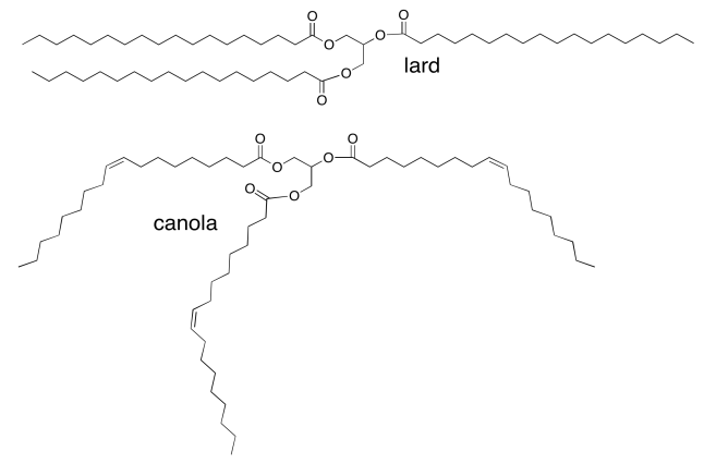 Skeletal structures of lard and canola oil.
