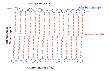 Cartoon of the cell membrane. The water exterior and interior of cell surrounds the nonpolar tail groups of the membrane, bordered by polar head groups.