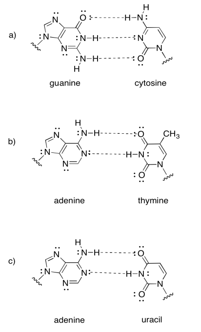 A: Enlaces de hidrógeno guanina-citosina. B: enlaces de hidrógeno adenina-timina. C: enlaces de hidrógeno adenina-uracilo.