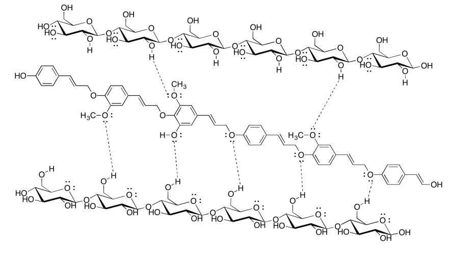 Dos hebras de celulosa con una hebra de lignina entre ellas. Se dibujan enlaces de hidrógeno.