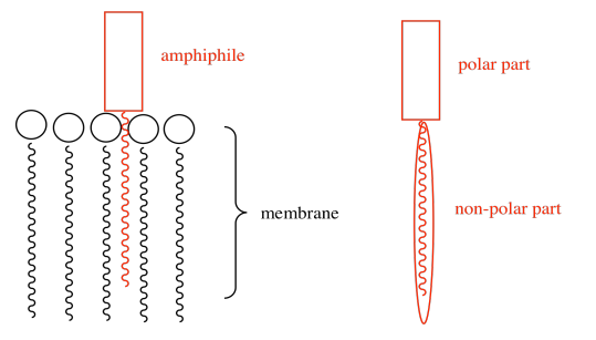 Caricatura de anfífilo incrustado en membrana fosfolipídica. Se muestra detalle de la parte polar y la parte no polar del anfífilo.