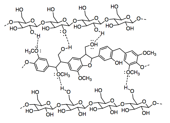 Dos hebras de celulosa con una hebra de lignina entre ellas. Se ilustran los enlaces de hidrógeno.