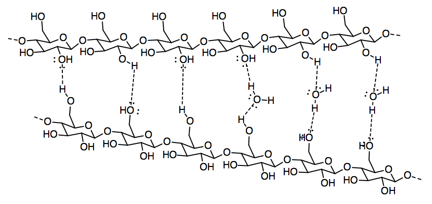 Dos hebras de celulosa con enlaces de hidrógeno entre subunidades de glucosa así como con agua.